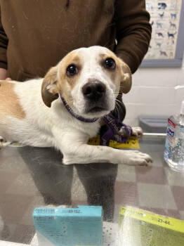 Rescue Dachshund and Mixed Breed Dogs for Adoption in Ontario, California - Pluto | PetCurious