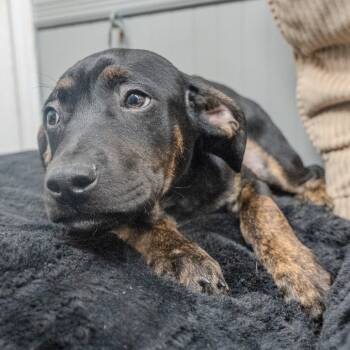 Rescue Hound and Labrador Retriever Dogs for Adoption in Pawling, New York - Noris | PetCurious