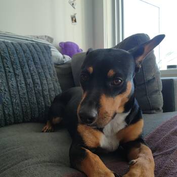 GREER -  Mixed Breed Dog for Adoption in Ajax, Ontario - GREER | PetCurious