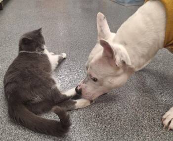 Pit Bull Terrier Dogs Available for Adoption - Herman | PetCurious