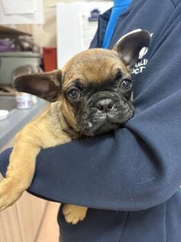 Scottie P -  French Bulldog Dog for Adoption in Kennewick, Washington - Scottie P | PetCurious