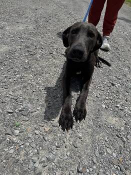 Ajax -  Great Dane and Labrador Retriever Dog for Adoption in Lawrenceburg, Tennessee - Ajax | PetCurious