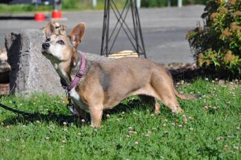 Rescue Chihuahua Dogs for Adoption in Union Gap, Washington - Abby | PetCurious