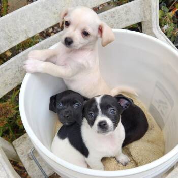 Boo -  Chihuahua and Mixed Breed Dog for Adoption in Eureka, California - Boo | PetCurious