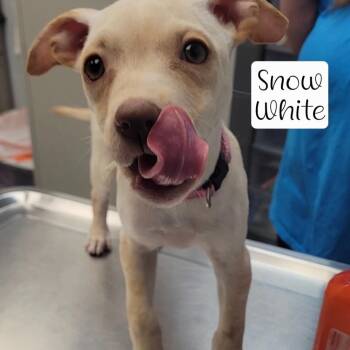 Snow White -  Pointer and Pit Bull Terrier Dog for Adoption in Parkersburg, West Virginia - Snow White | PetCurious
