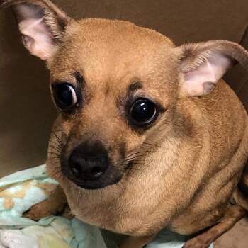 Diet Coke (Red) -  Mixed Breed Dog for Adoption in Oak Park, Illinois - Diet Coke (Red) | PetCurious