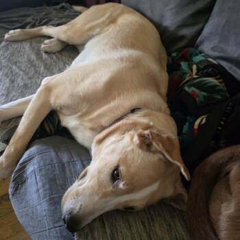 Rescue Cattle Dog and Yellow Labrador Retriever Dogs for Adoption in Cloquet, Minnesota - Lucy | PetCurious