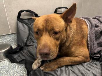 ROGER -  Pit Bull Terrier Dog for Adoption in Rowlett, Texas - ROGER | PetCurious
