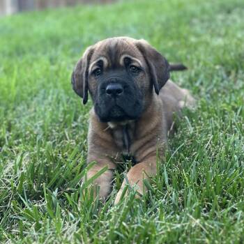 Mike The Situation -  Cane Corso Dog for Adoption in Manchester, Pennsylvania - Mike The Situation | PetCurious