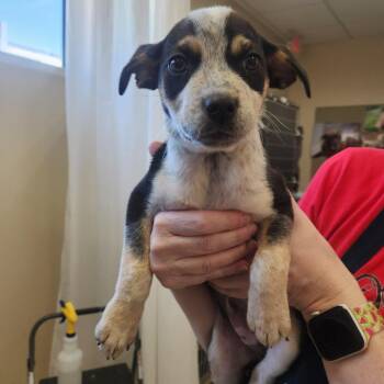 Mixed Breed Dogs Available for Adoption - Ranger 22343 | PetCurious