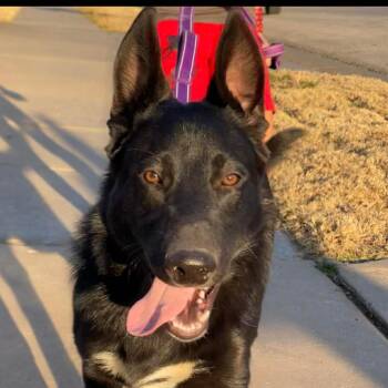 German Shepherd Dog Dogs Available for Adoption - Onyx | PetCurious