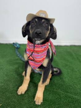 German Shepherd Dog and Labrador Retriever Dogs Available for Adoption in Carlsbad, California - Josie | PetCurious