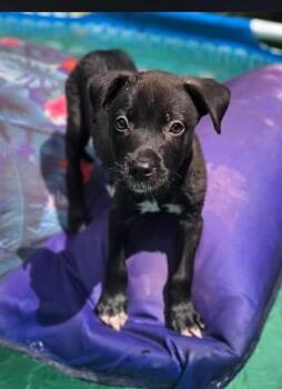 Frederico -  Labrador Retriever Dog for Adoption in Indianapolis, Indiana - Frederico | PetCurious
