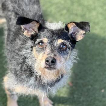 Willow -  Terrier Dog for Adoption in Sacramento, California - Willow | PetCurious