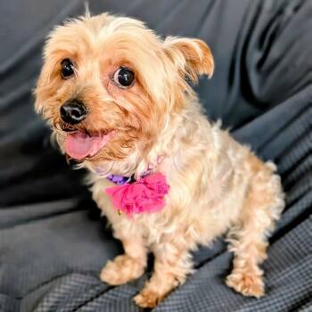 Penny -  Yorkshire Terrier Dog Available for Adoption in St. George, Utah - Penny | PetCurious