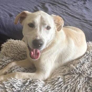 Labrador Retriever Dogs Available for Adoption in Redmond, Washington - Dale | PetCurious