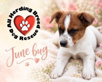 Cattle Dog Dogs Available for Adoption in Joliet, Illinois - June Bug | PetCurious