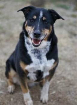 Lady -  Mixed Breed Dog for Adoption in Orland Park, Illinois - Lady | PetCurious
