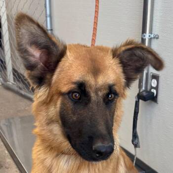 110052 -  Mixed Breed Dog for Adoption in Las Cruces, New Mexico - 110052 | PetCurious