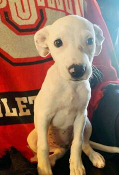 Gemma -  American Bulldog and Pit Bull Terrier Dog for Adoption in Saint Clairsville, Ohio - Gemma | PetCurious