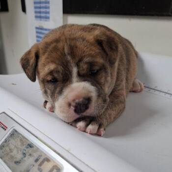 Norbit -  English Bulldog and Mixed Breed Dog for Adoption in Parrish, Alabama - Norbit | PetCurious