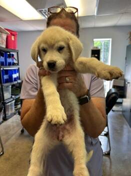 Great Pyrenees and Mixed Breed Dogs Available for Adoption in Lockhart, Texas - Rachel | PetCurious