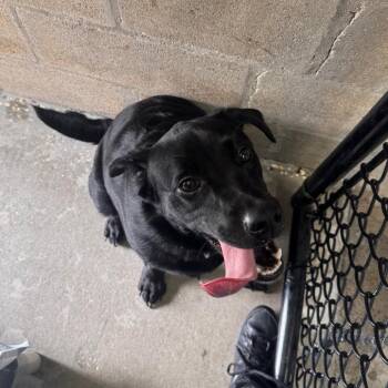 Dickens -  Black Labrador Retriever and Mixed Breed Dog for Adoption in Tampa, Florida - Dickens | PetCurious