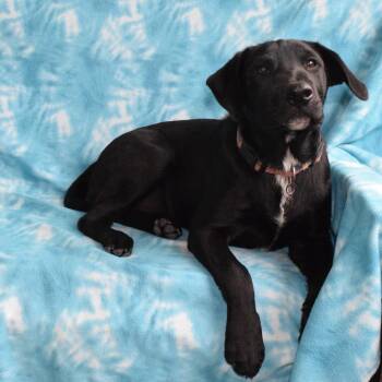 Stripes -  Labrador Retriever and Border Collie Dog for Adoption in Eureka, California - Stripes | PetCurious