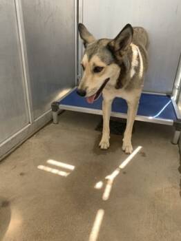 Rescue German Shepherd Dog and Mixed Breed Dogs for Adoption in Fort Worth, Texas - 59296772 | PetCurious