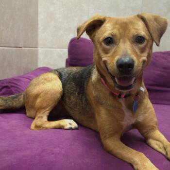 Matilda -  Cattle Dog and Mixed Breed Dog for Adoption in Springfield, Missouri - Matilda | PetCurious