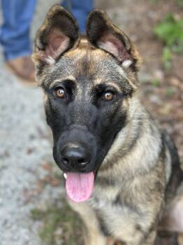 Cleo -  German Shepherd Dog Dog for Adoption in Meherrin, Virginia - Cleo | PetCurious
