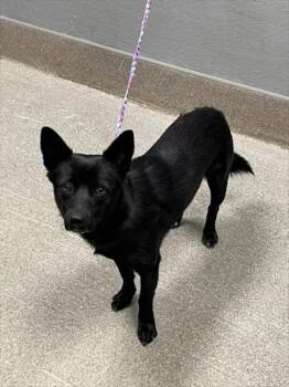 GRIMACE -  Chihuahua and Mixed Breed Dog for Adoption in Las Vegas, Nevada - GRIMACE | PetCurious