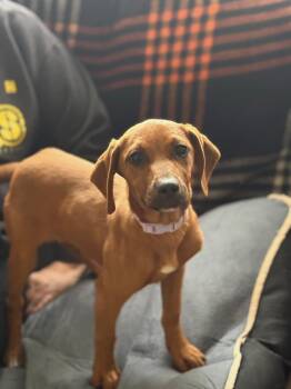 Rescue Redbone Coonhound Dogs for Adoption in Lexington, Massachusetts - Ginny | PetCurious