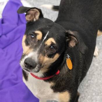 Onyx -  Chihuahua and Mixed Breed Dog for Adoption in Atlanta, Georgia - Onyx | PetCurious