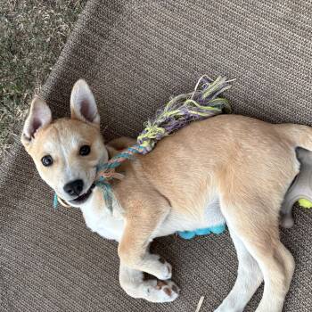 Brio -  Shepherd and Husky Dog for Adoption in San Diego, California - Brio | PetCurious