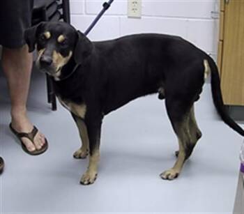 SMOKEY -  Hound and Mixed Breed Dog for Adoption in St. Cloud, Florida - SMOKEY | PetCurious