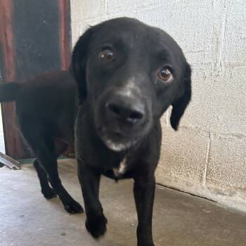 Rescue Terrier Dogs for Adoption in Spokane, Washington - Brownie | PetCurious