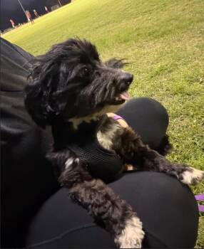 Shih Tzu and Schnauzer Dogs Available for Adoption in Coppell, Texas - Lalo | PetCurious