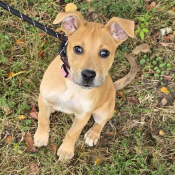 Virginia -  Mixed Breed Dog for Adoption in Greensboro, North Carolina - Virginia | PetCurious