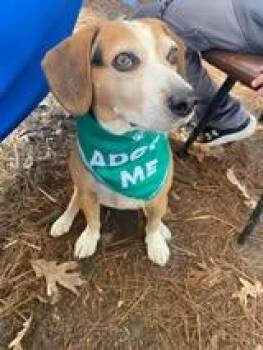 Rescue Beagle Dogs for Adoption in Maidens, Virginia - Trouble | PetCurious