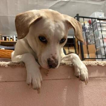 Yellow Labrador Retriever and Beagle Dogs Available for Adoption in Naperville, Illinois - Raya | PetCurious