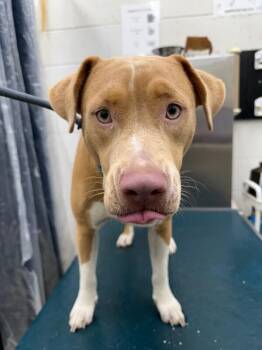 BLIZZARD -  Pit Bull Terrier Dog for Adoption in Mobile, Alabama - BLIZZARD | PetCurious