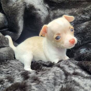 Chihuahua Dogs Available for Adoption - Tessa | PetCurious