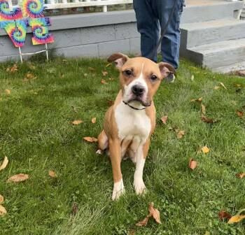 Rescue Boxer Dogs for Adoption in Vandergrift, Pennsylvania - HONEY. Tinycauseadopt@gmail.com | PetCurious