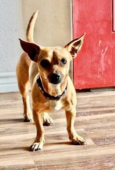 Fawnda -  Chihuahua Dog for Adoption in Austin, Texas - Fawnda | PetCurious