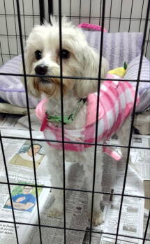 Rescue Maltese and Poodle Dogs for Adoption in Mukwonago, Wisconsin - Unity | PetCurious