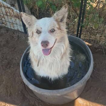 Mystery - Transport -  Australian Shepherd Dog for Adoption in Newport, Washington - Mystery - Transport | PetCurious