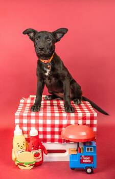 572-26 -  Labrador Retriever Dog for Adoption in Brighton, Colorado - 572-26 | PetCurious