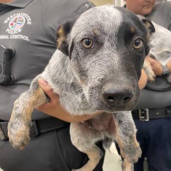 2 -  Australian Cattle Dog Blue Heeler Dog for Adoption in Westminster, California - 2 | PetCurious