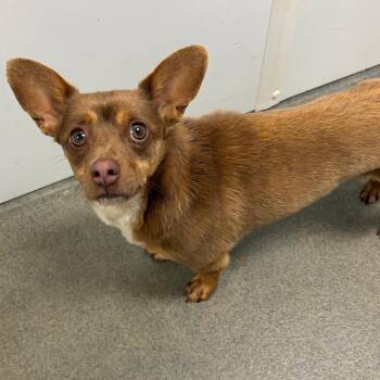 Chihuahua and Mixed Breed Dogs Available for Adoption - Eric | PetCurious